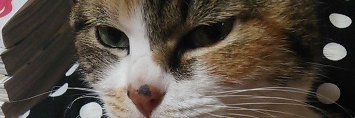 che___co's profile banner image