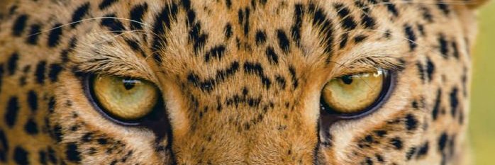 Chicho banner