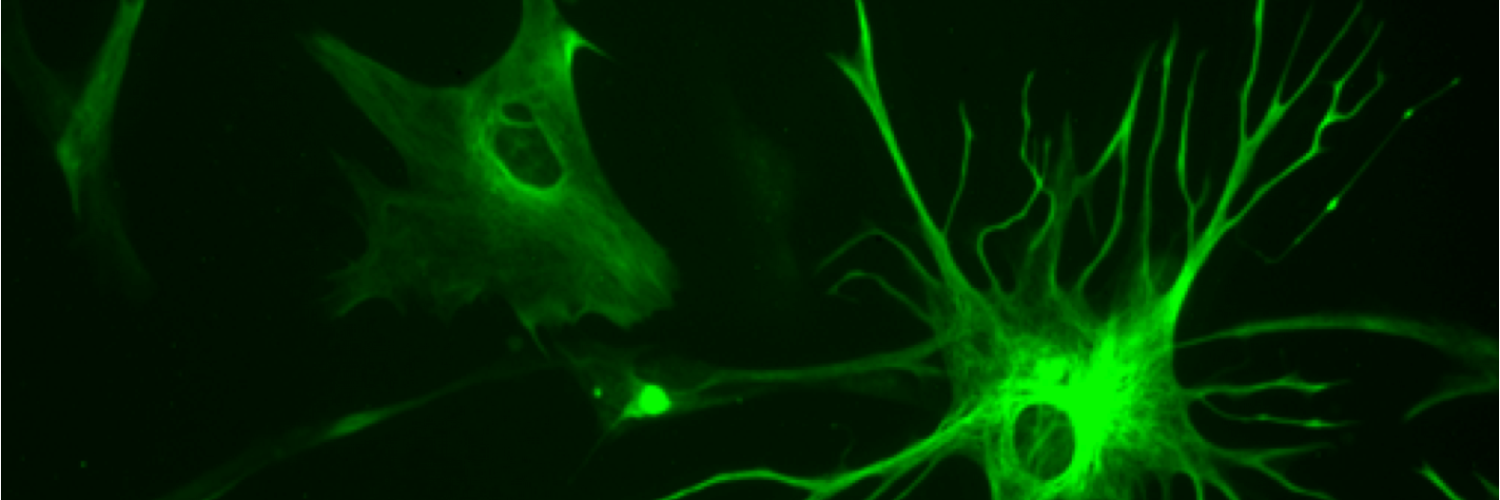 neurochallenged banner