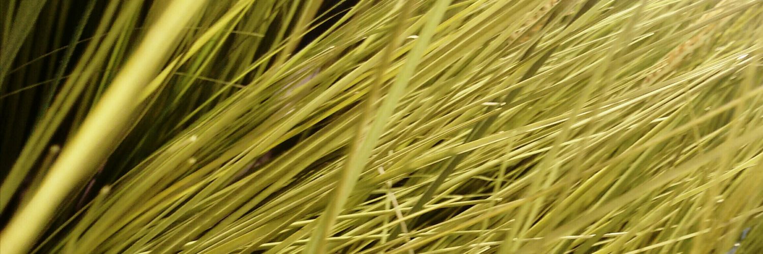 Sandra_M___'s profile banner image