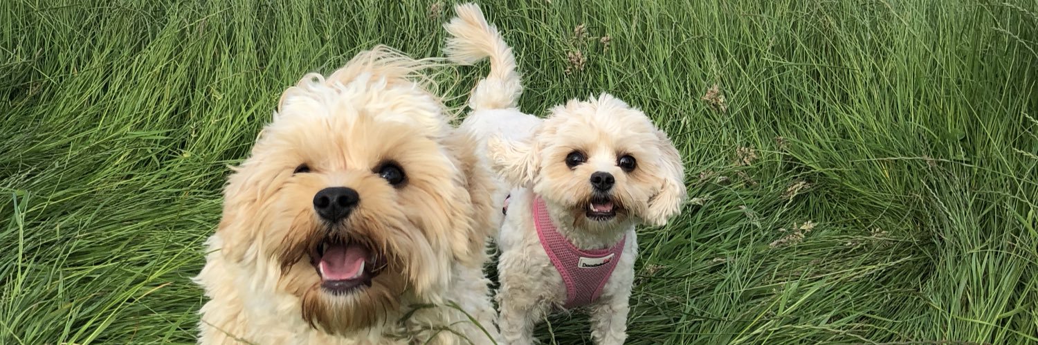 chloeliddy_'s profile banner image