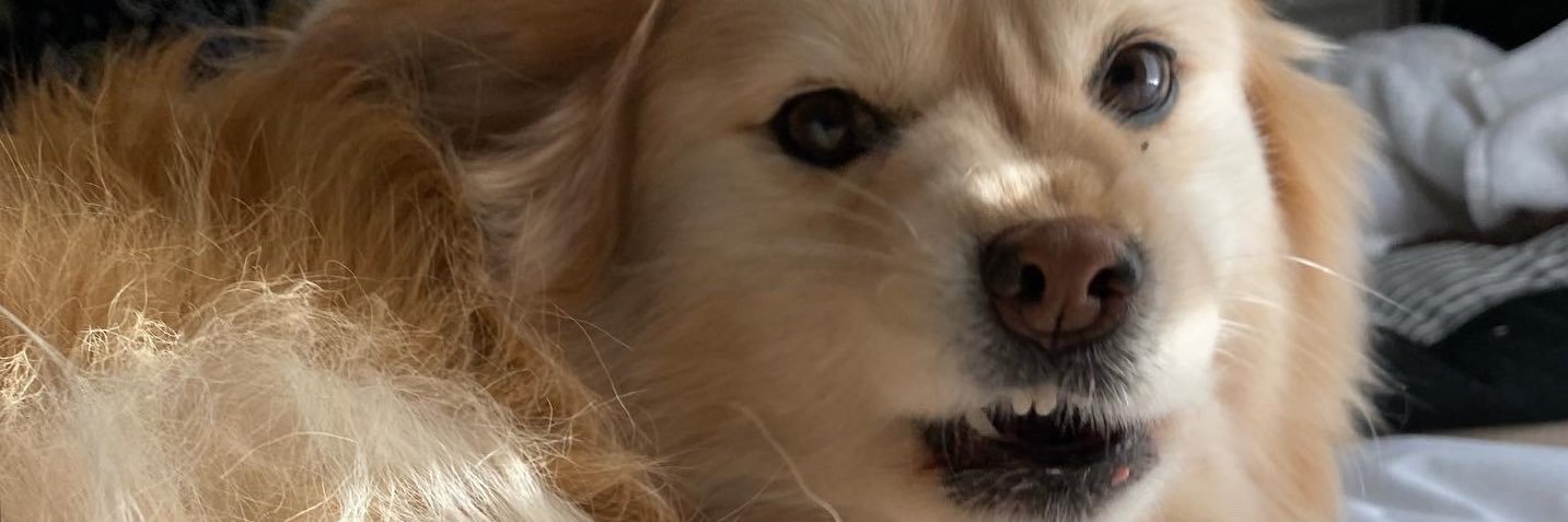 megglang's profile banner image