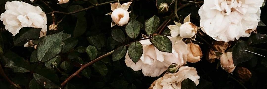 OonaAndrejeff's profile banner image