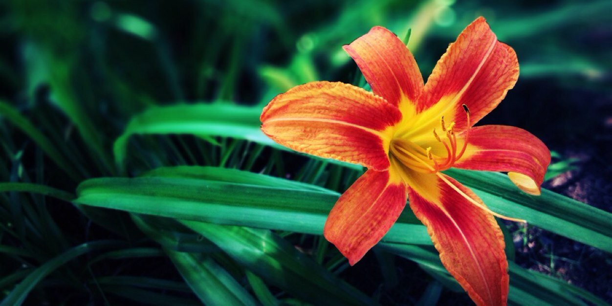 Celena🌻☮️ banner