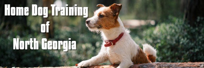 NoGaDogTraining's profile banner image