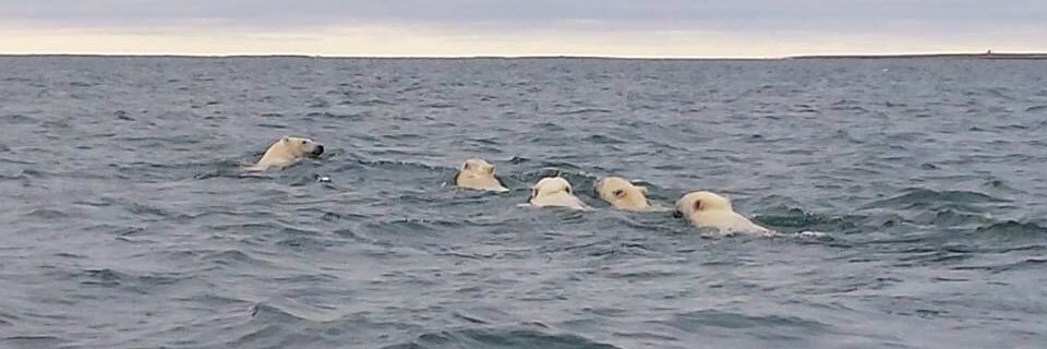 Irngutaq's profile banner image