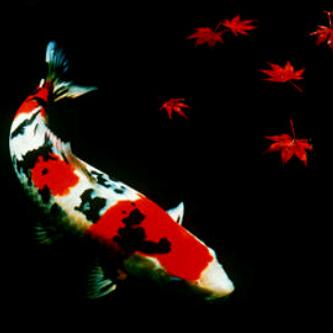 Sailender_1 banner