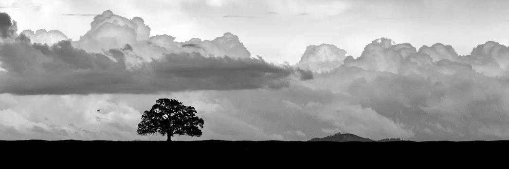 Richard Vicente banner