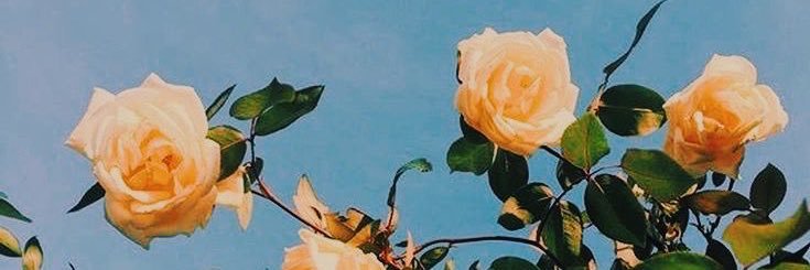 haleyelle5's profile banner image