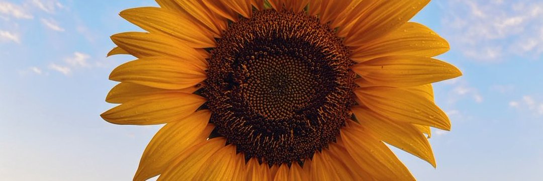 FlorRuiz1891's profile banner image