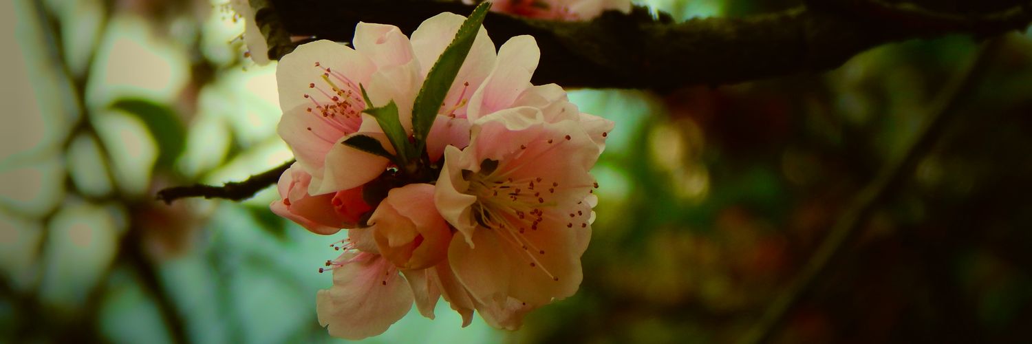 chang_chollen's profile banner image