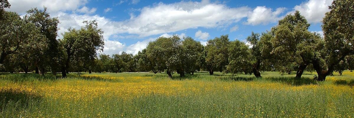 DirectoExtremadura banner