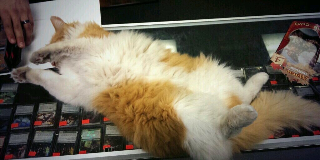 ShopCat_WZN's profile banner image