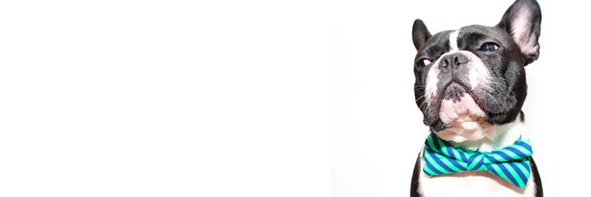 OscarFrenchie's profile banner image