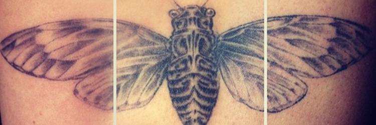 CicadaSolver's profile banner image