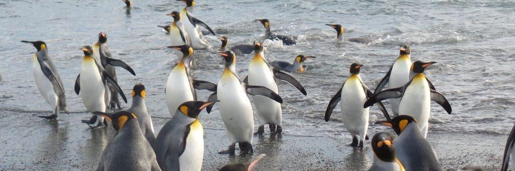 Nicole Kolisch banner