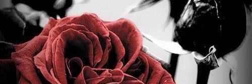 iwannadalla's profile banner image