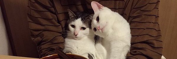 ChChechuga's profile banner image