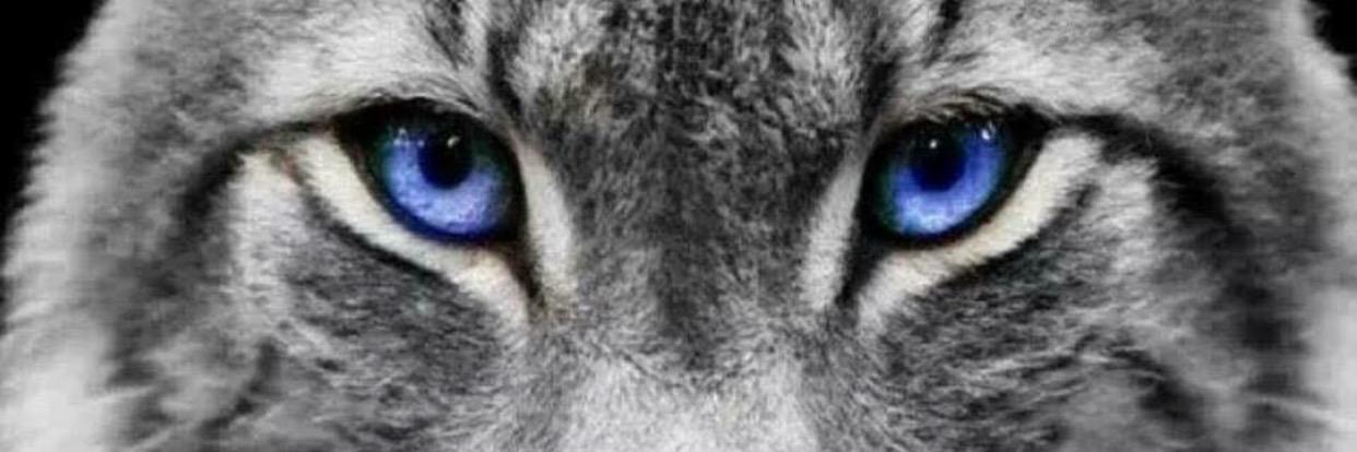 StacyH_BBN's profile banner image