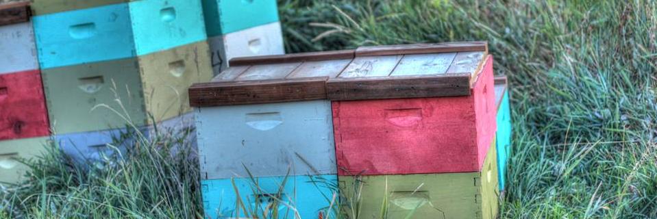 BevanWeed's profile banner image