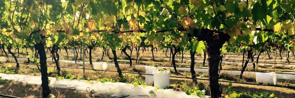 Lyons Will Estate banner