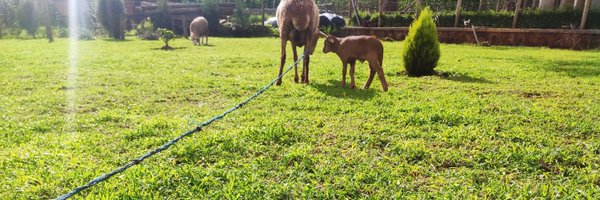 skuota Profile Banner