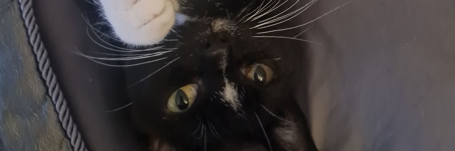 Becca-Bee 🌹 banner