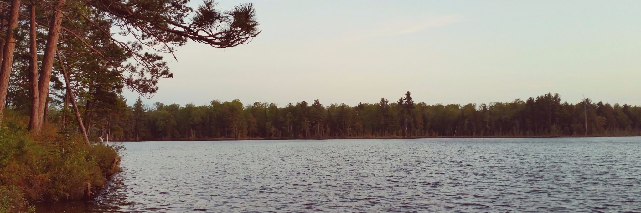 Mollybee banner