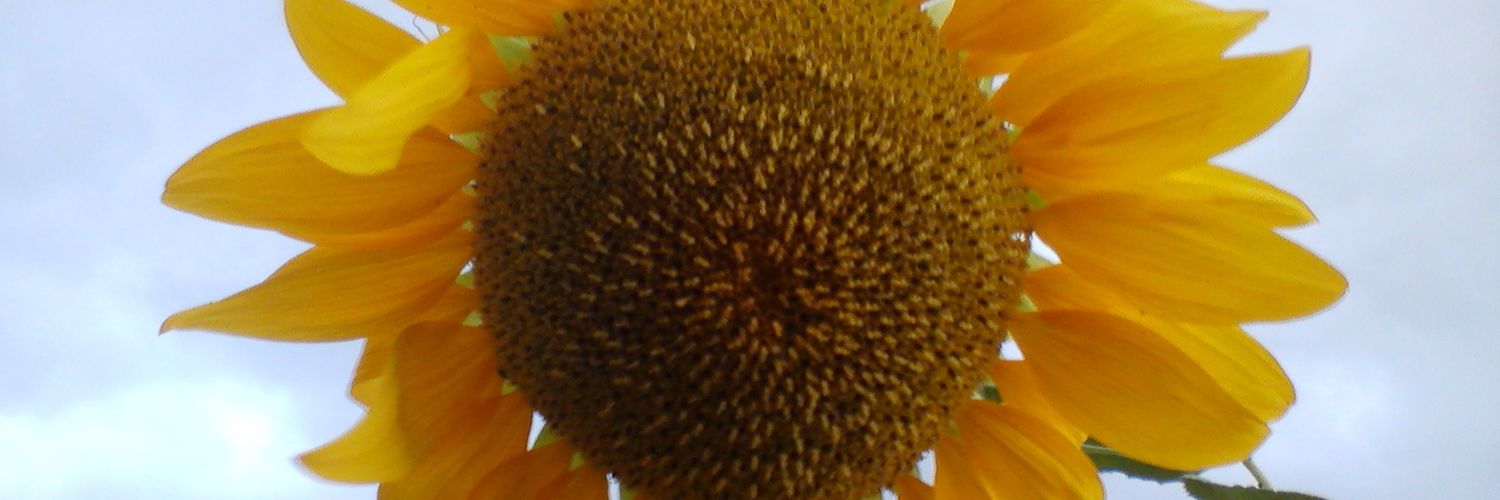 vvcoccinelle's profile banner image