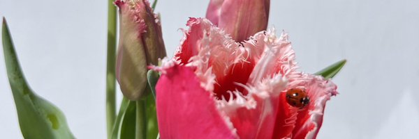 raquelalonsoher Profile Banner