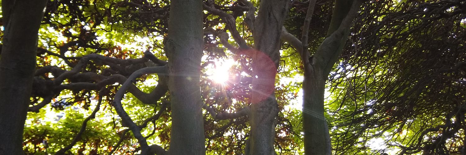 Petra de Nooy banner