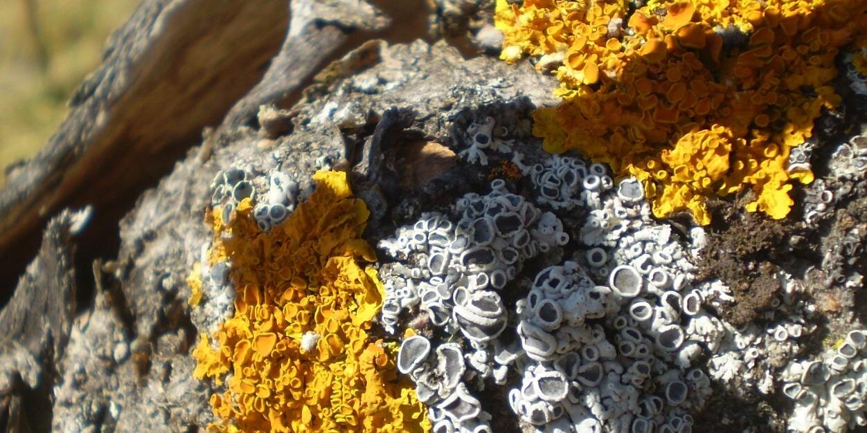 Mar González de la Peña banner