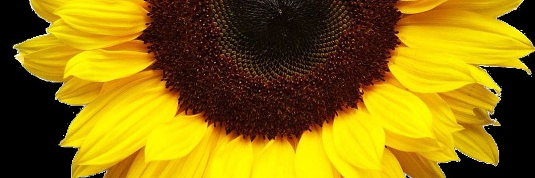 Brandisade's profile banner image