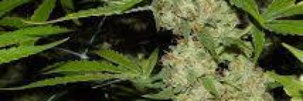 RasRogers's profile banner image