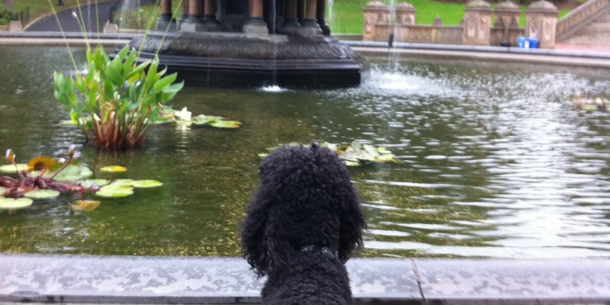 fredthecloser banner