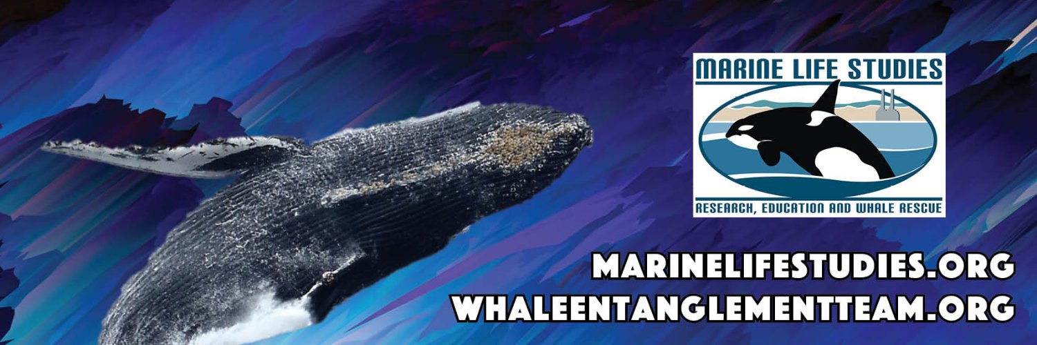 MLSNewsSplash's profile banner image