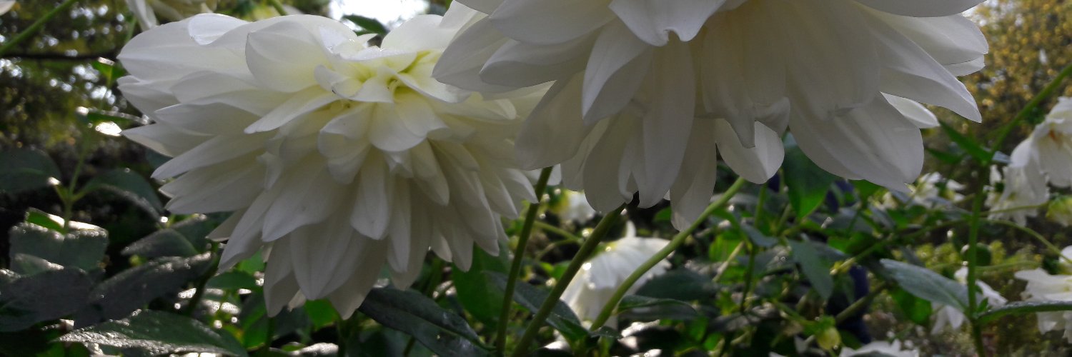 amandapondo's profile banner image