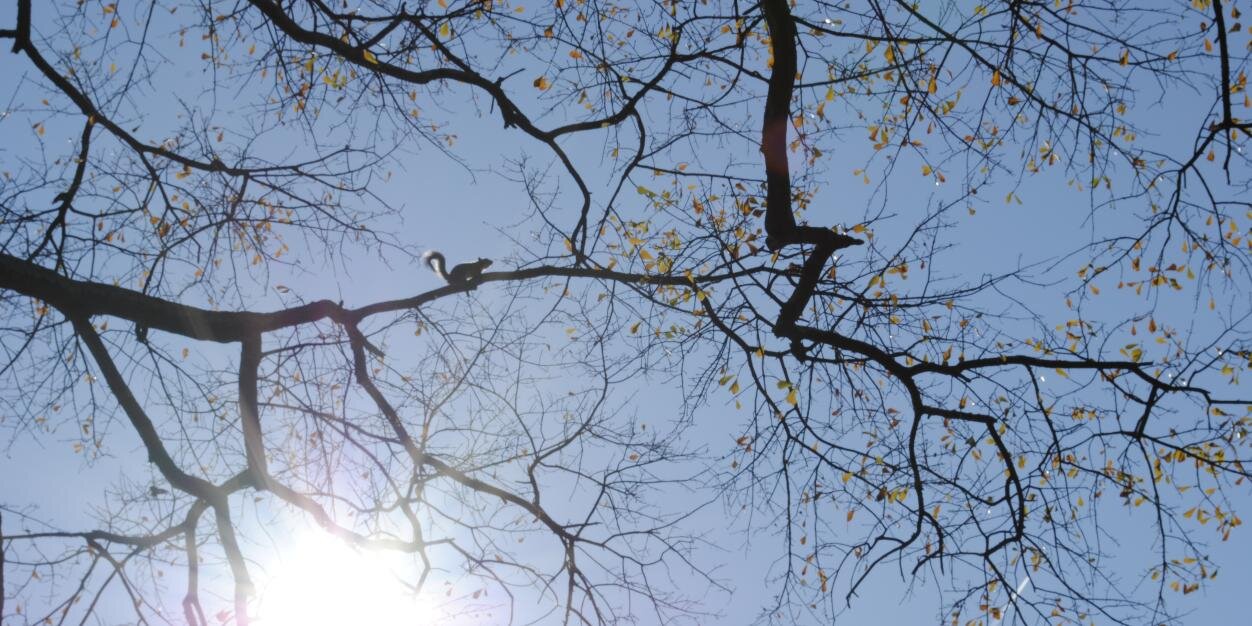 Lanier_Lake's profile banner image