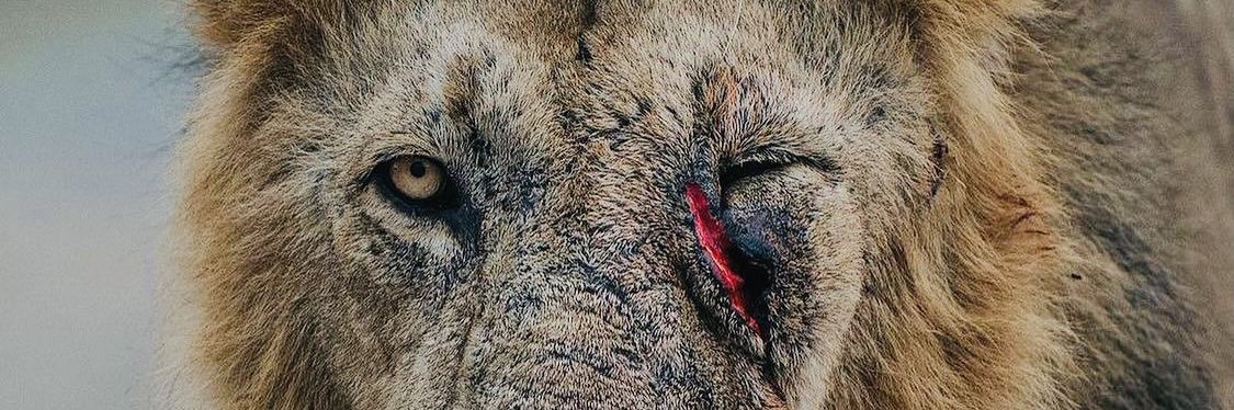 bnyenjeri's profile banner image