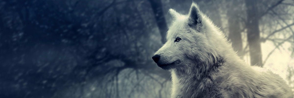 SGruniger's profile banner image
