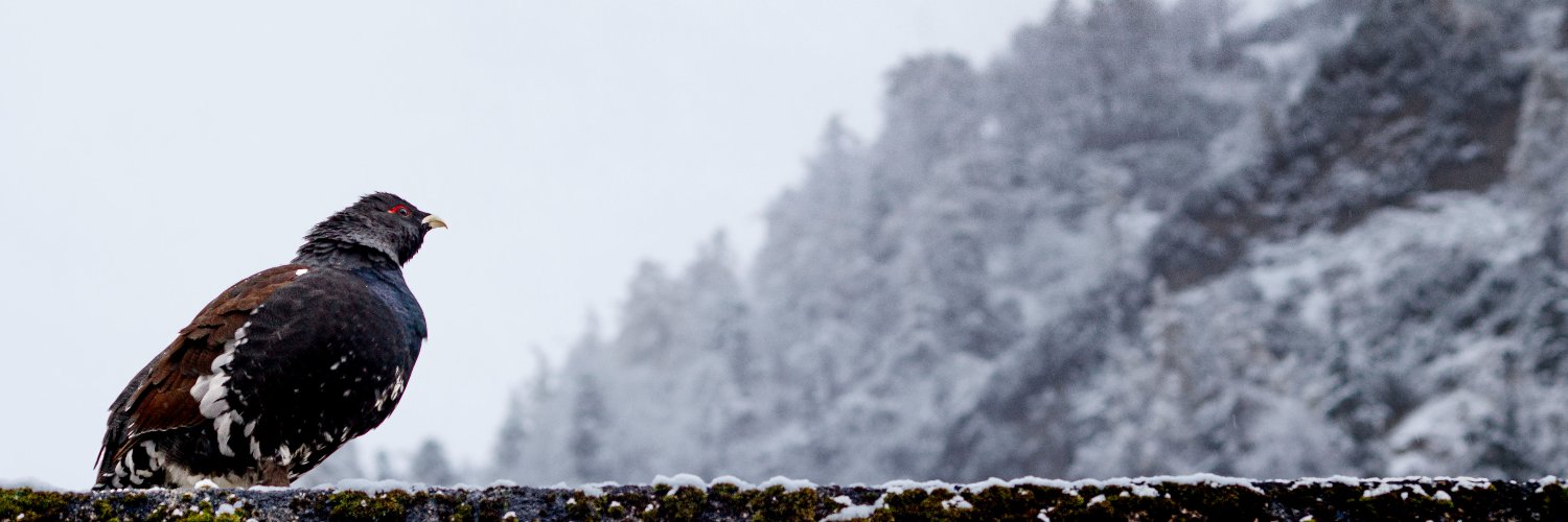 La__Enigma's profile banner image