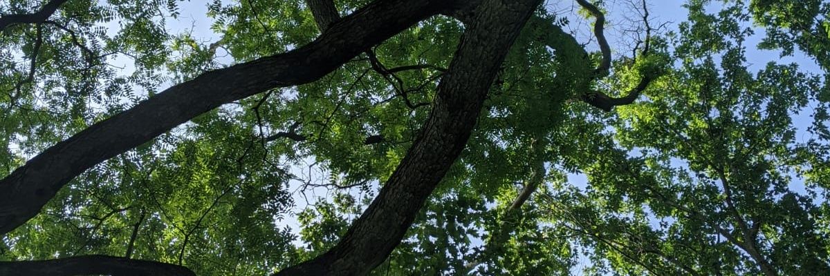 Seledhi's profile banner image