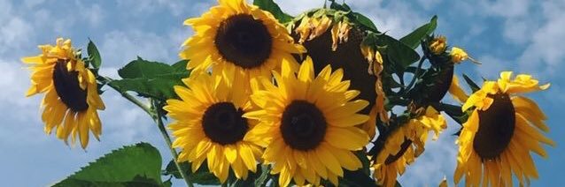Zoe_Choyer's profile banner image