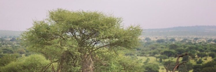 iammylynn's profile banner image