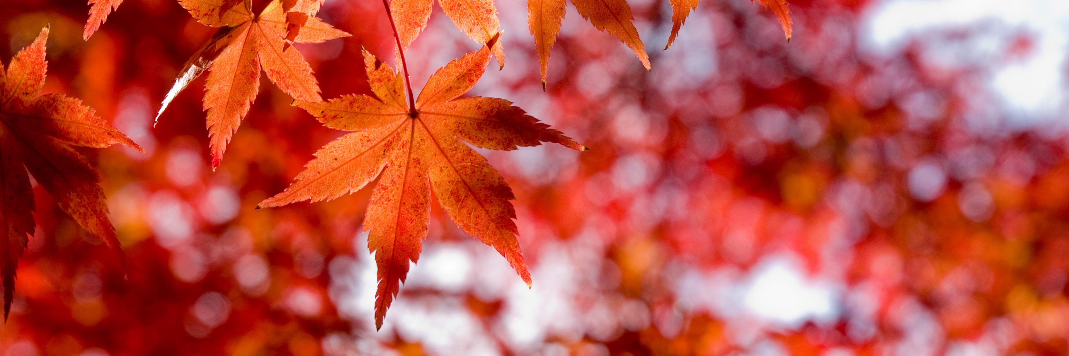 HostBee New Zealand banner