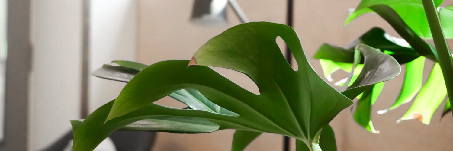 Saaramary's profile banner image