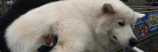 TorrentSamoyed's profile banner image