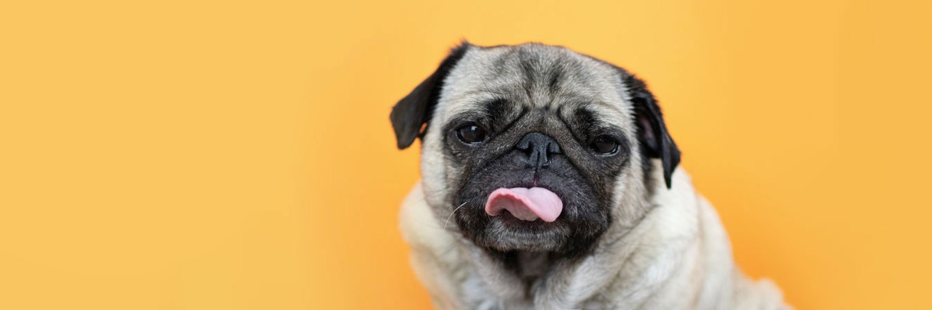 Tailster Pet Care & Perks banner