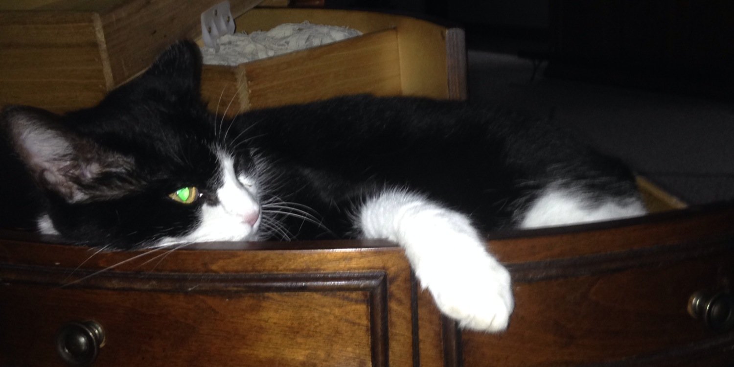 Shea_The_Cat's profile banner image