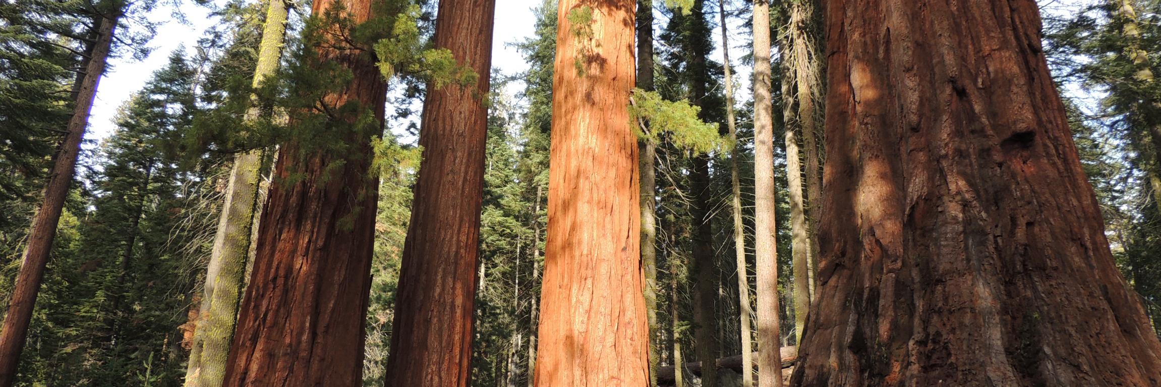 Felipe Besson banner